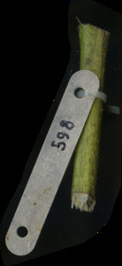 primarybranch