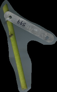 primarybranch