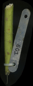 primarybranch