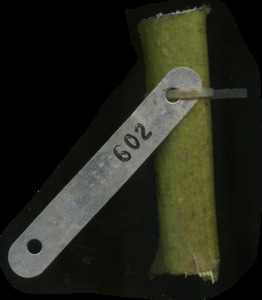 primarybranch