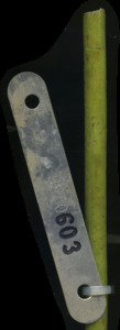 primarybranch