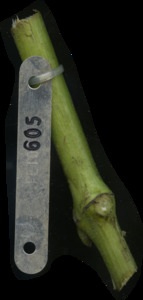 primarybranch