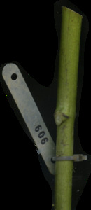 primarybranch