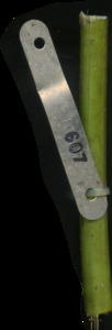 primarybranch