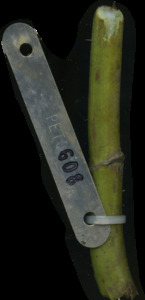 primarybranch
