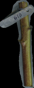 primarybranch