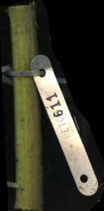 primarybranch