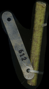 primarybranch