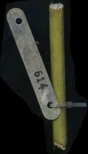 primarybranch