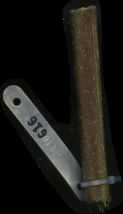 primarybranch