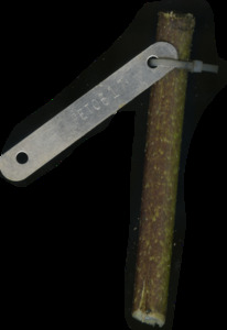 primarybranch