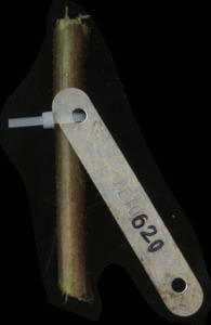 primarybranch