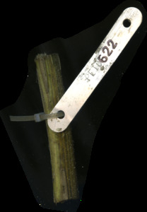 primarybranch