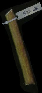 primarybranch