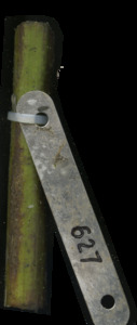 primarybranch