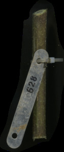 primarybranch