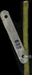 primarybranch