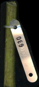 primarybranch