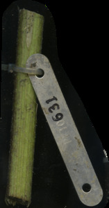 primarybranch