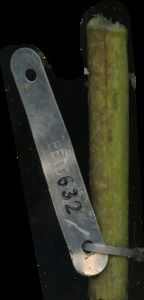 primarybranch