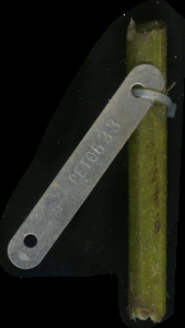 primarybranch