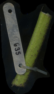 primarybranch