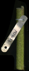 primarybranch