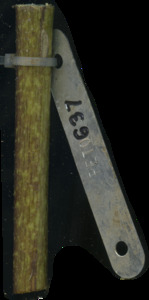 primarybranch