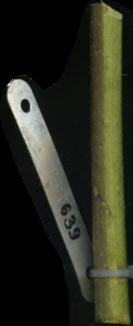 primarybranch