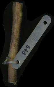 primarybranch