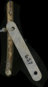 primarybranch