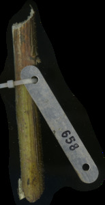 primarybranch