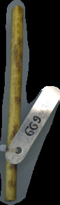 primarybranch