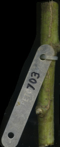 primarybranch