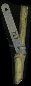 primarybranch