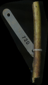 primarybranch