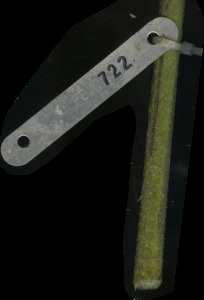 primarybranch