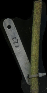 primarybranch