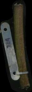 primarybranch