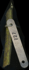 primarybranch