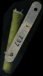 primarybranch