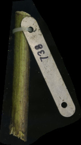 primarybranch