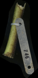 primarybranch
