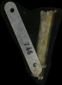 primarybranch