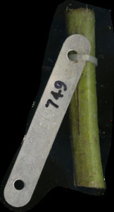 primarybranch