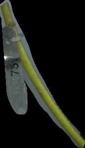 primarybranch