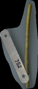 primarybranch