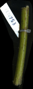 primarybranch