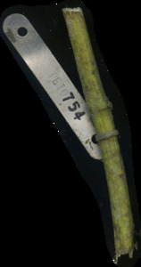 primarybranch