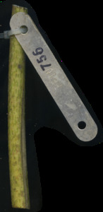 primarybranch